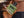 Valentino Born in Roma Green Stravaganza Eau de Parfum – 100ml - Radhe Perfumes