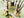 Valentino Born in Roma Green Stravaganza Eau de Parfum – 100ml - Radhe Perfumes